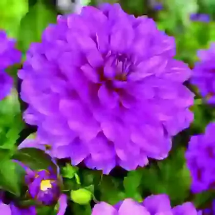 Karma Dahlias